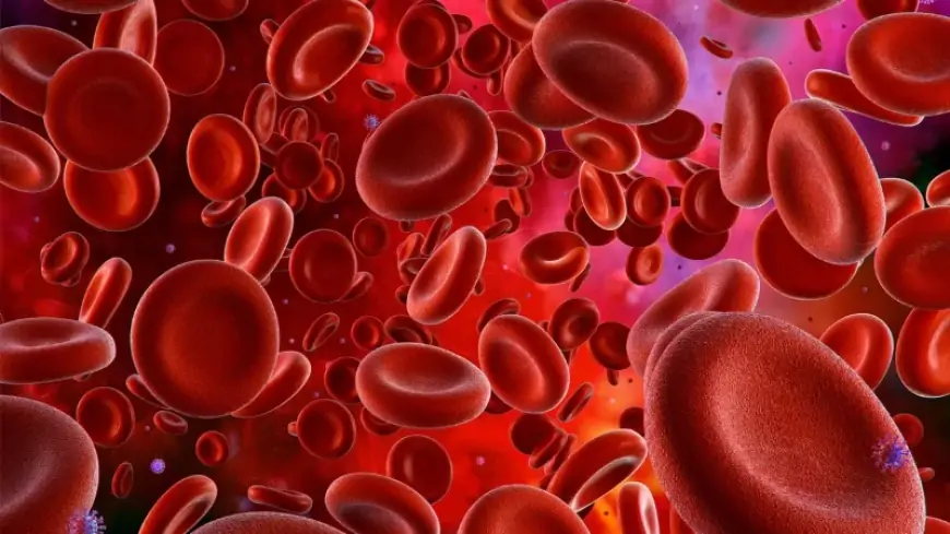 Cách để tăng số lượng tế bào hồng cầu